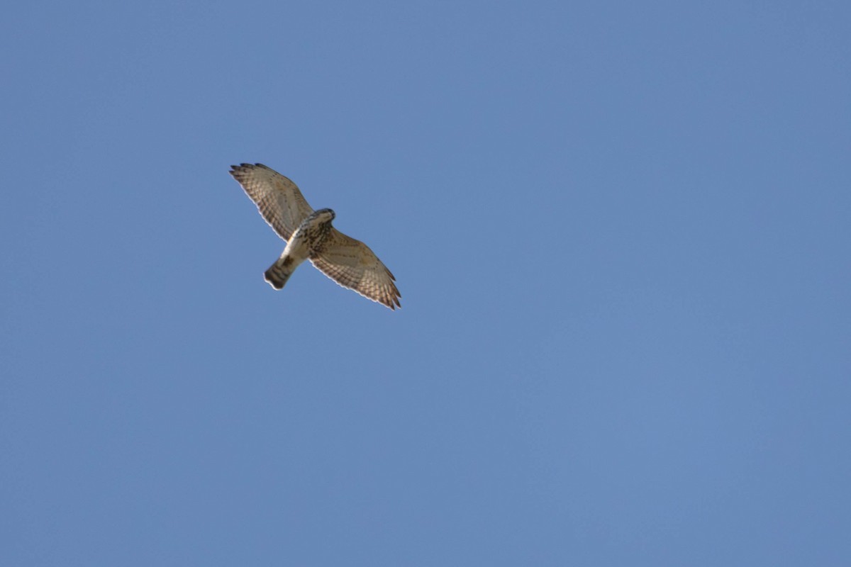Broad-winged Hawk - ML640765198