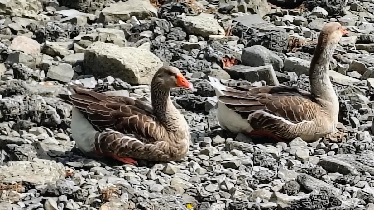 Graylag Goose (Domestic type) - ML640765201