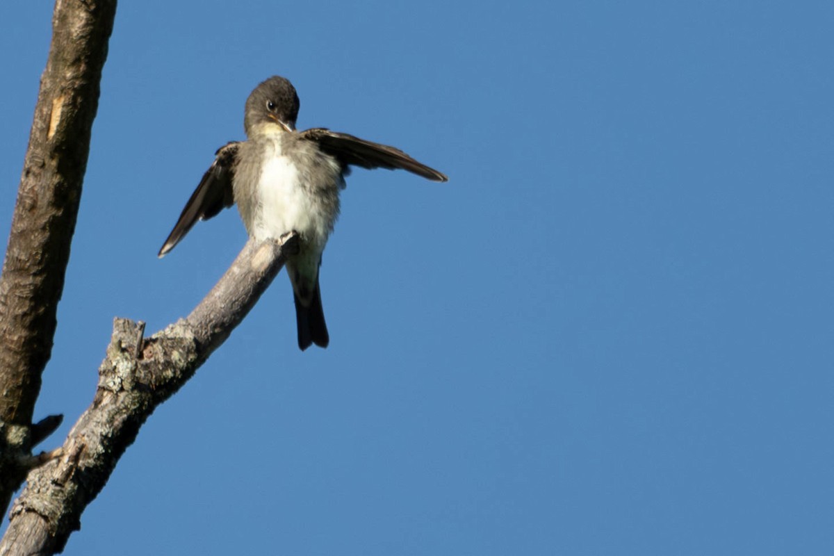 Olive-sided Flycatcher - ML640765217
