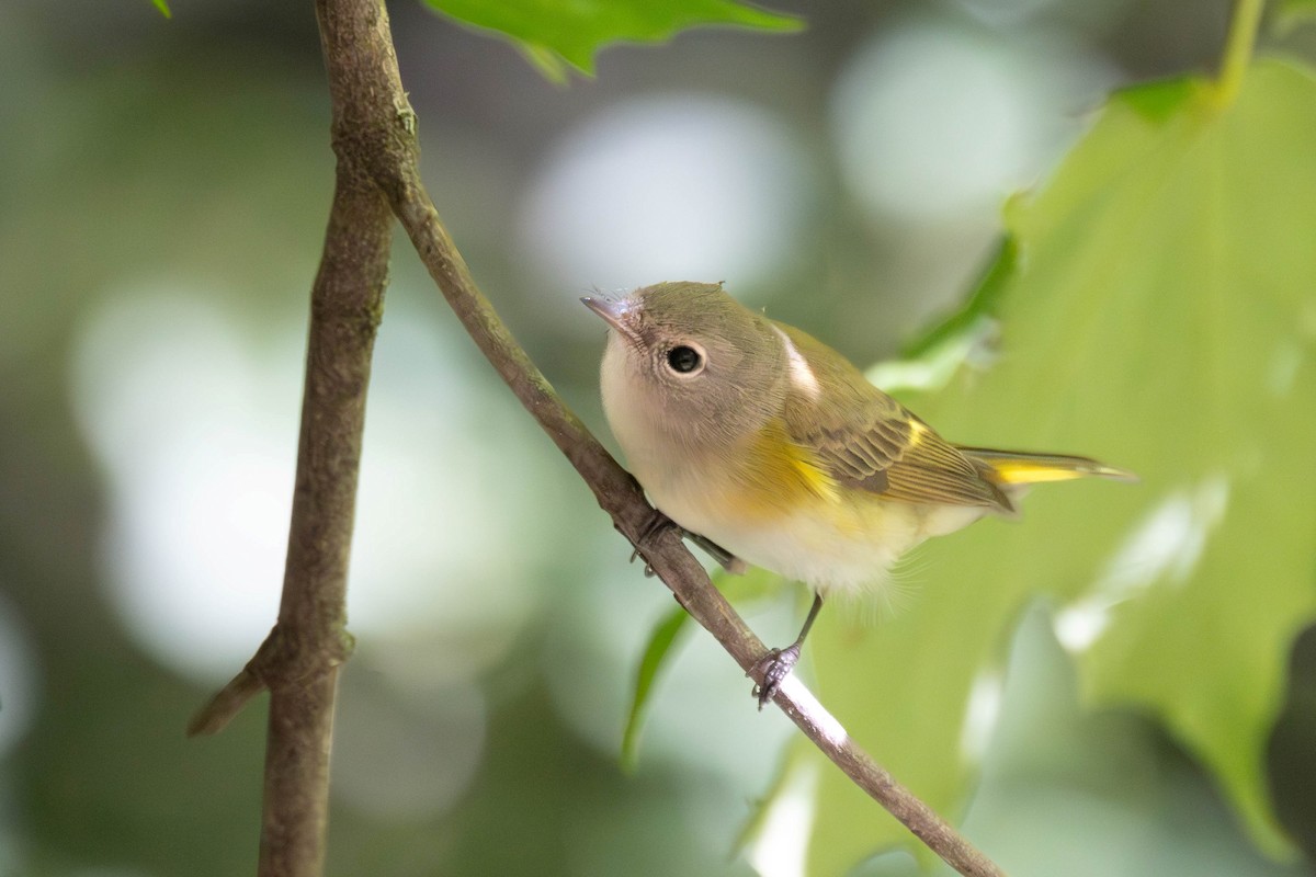 American Redstart - ML640765229
