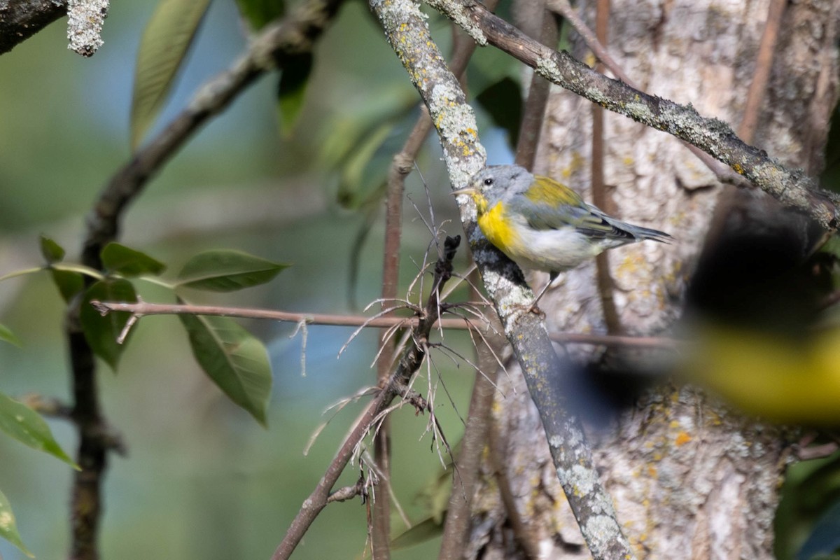 Northern Parula - ML640765238