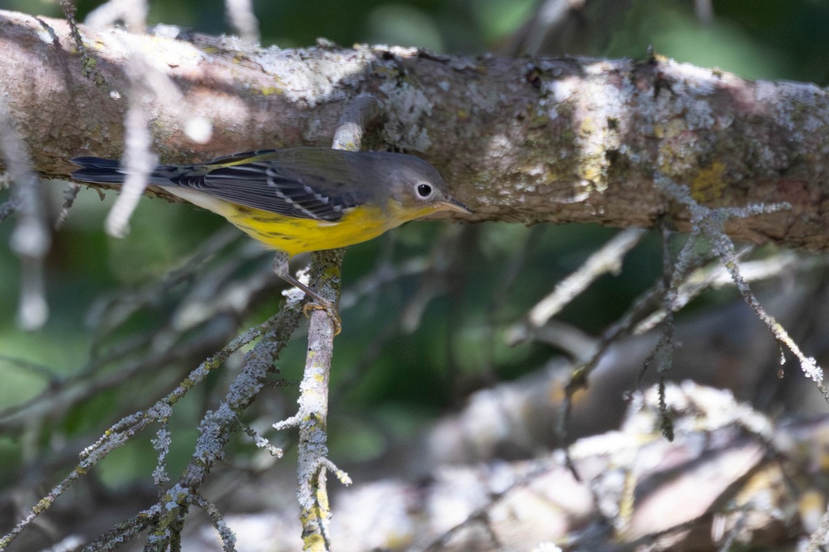 Magnolia Warbler - ML640765258