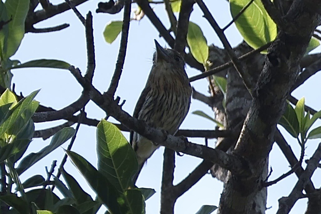 Eastern Striolated-Puffbird - ML640765259