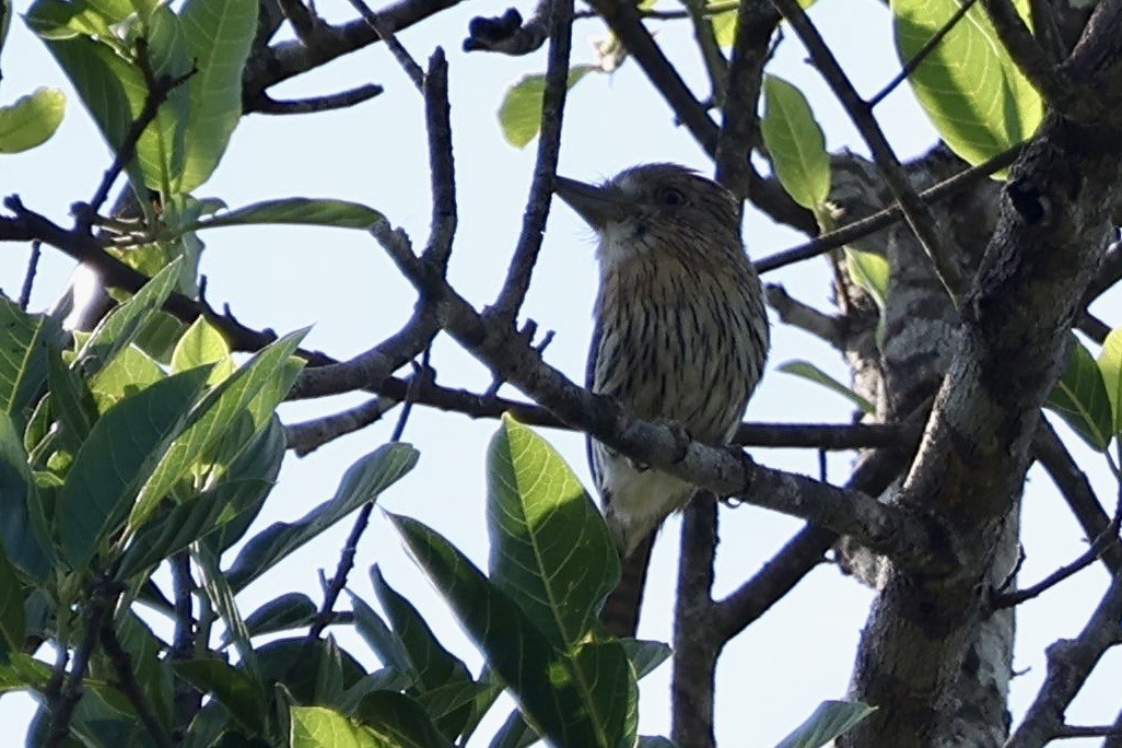 Eastern Striolated-Puffbird - ML640765260