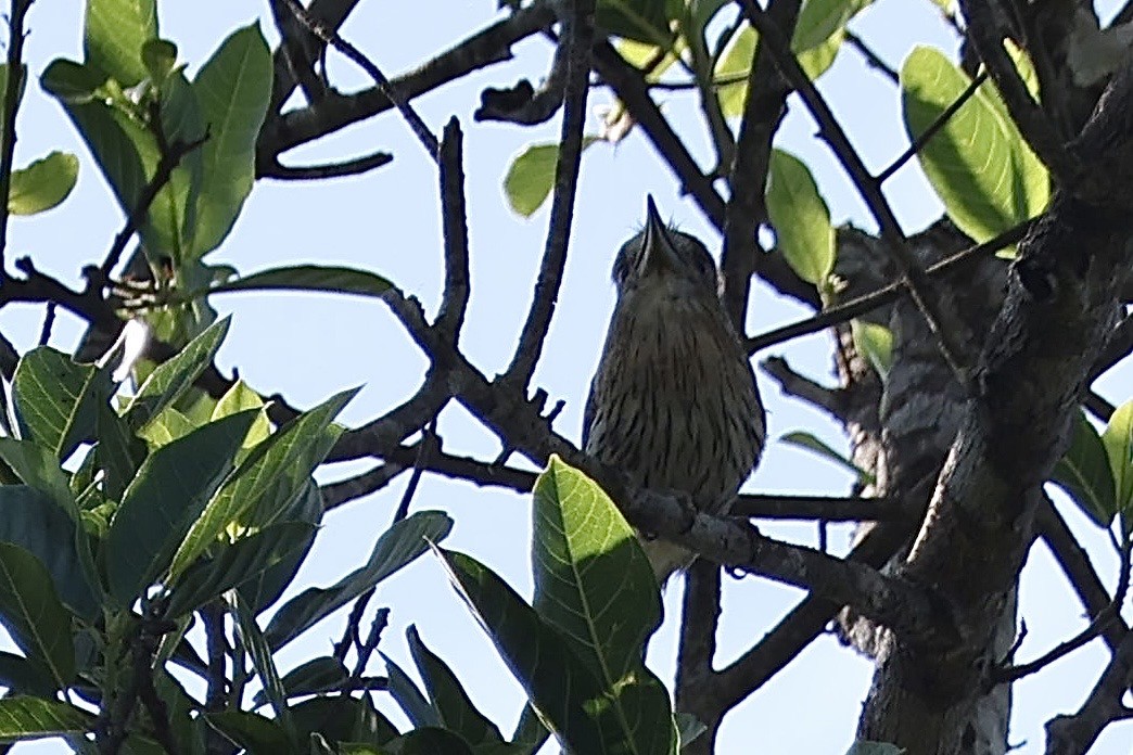 Eastern Striolated-Puffbird - ML640765261
