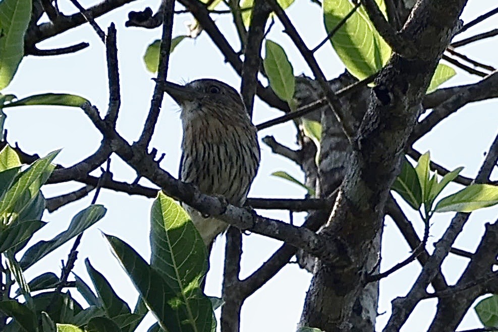 Eastern Striolated-Puffbird - ML640765262