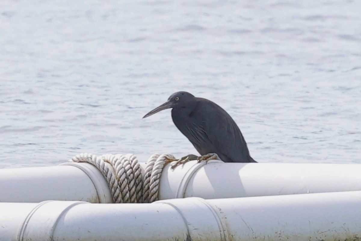 Pacific Reef-Heron - ML640765288