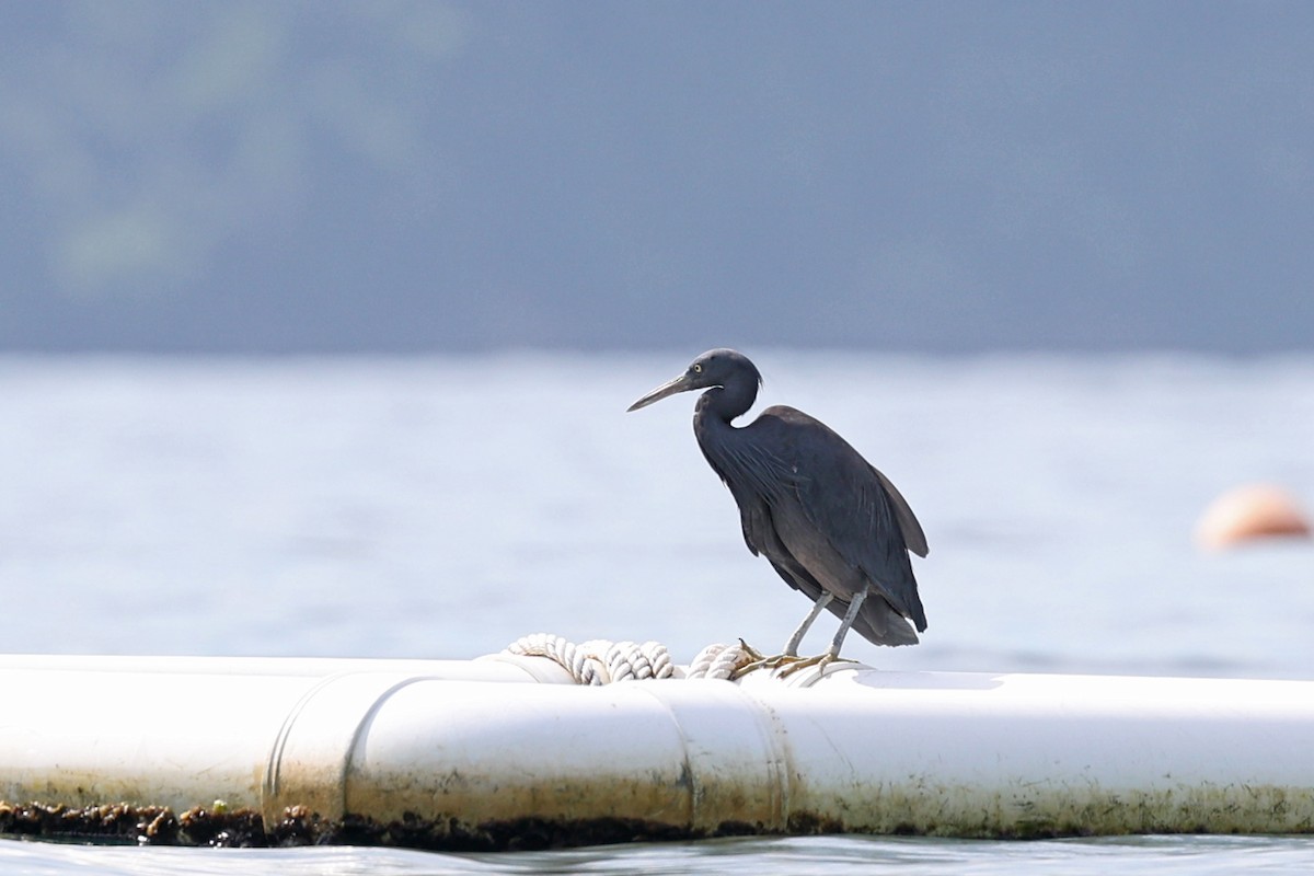 Pacific Reef-Heron - ML640765289