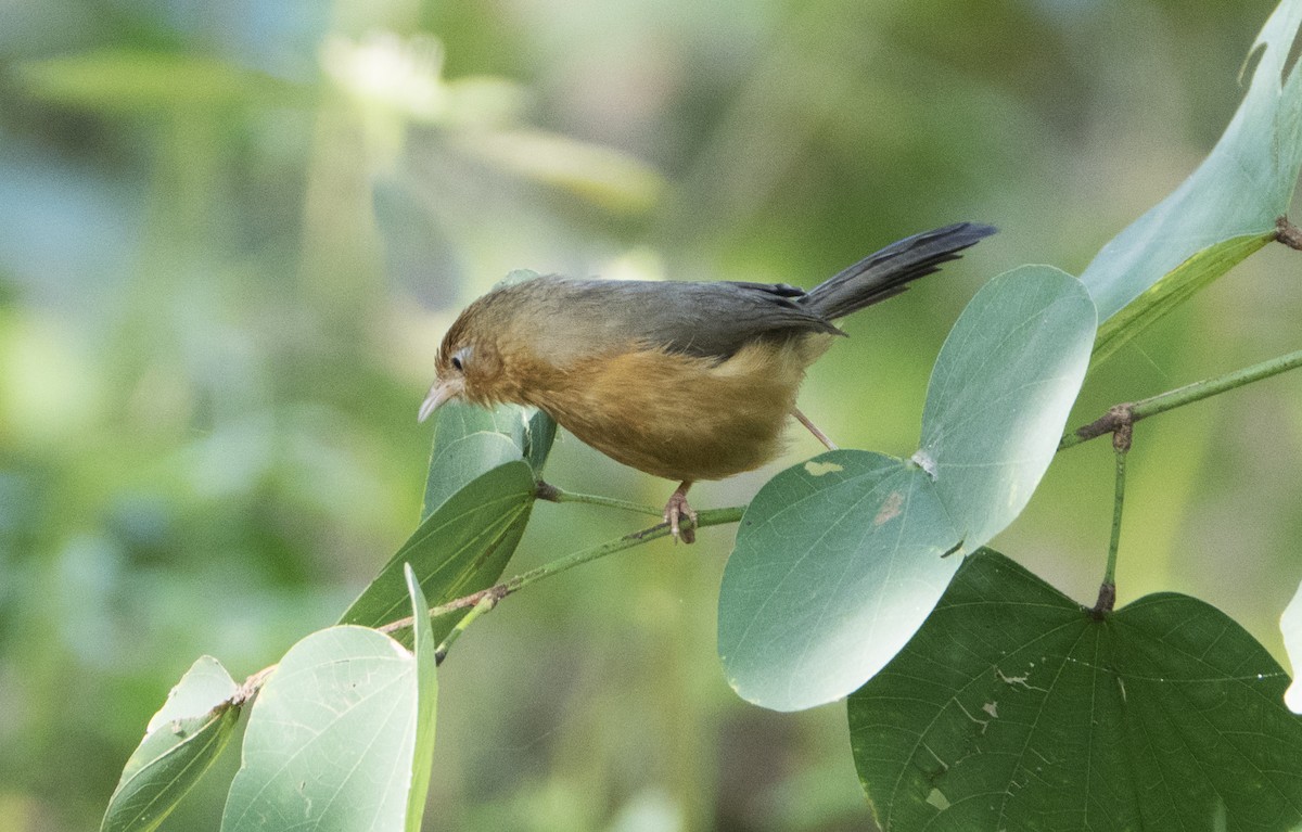 Tawny-bellied Babbler - ML640765339