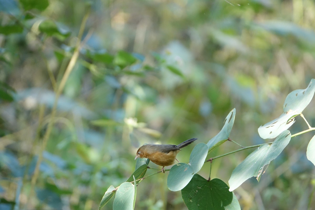 Tawny-bellied Babbler - ML640765340