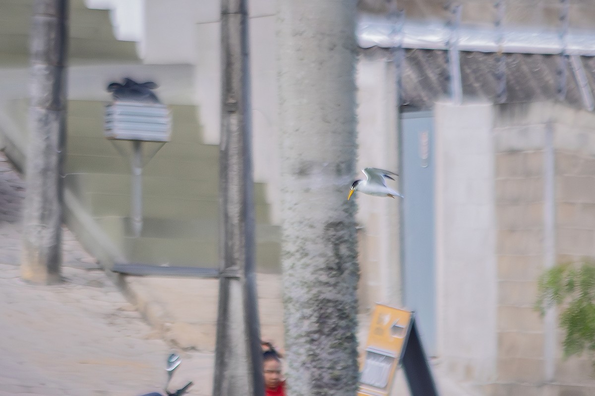 Yellow-billed Tern - ML640765346
