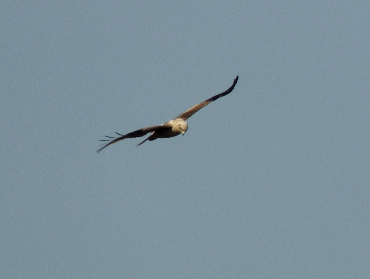 Águila India - ML640765475