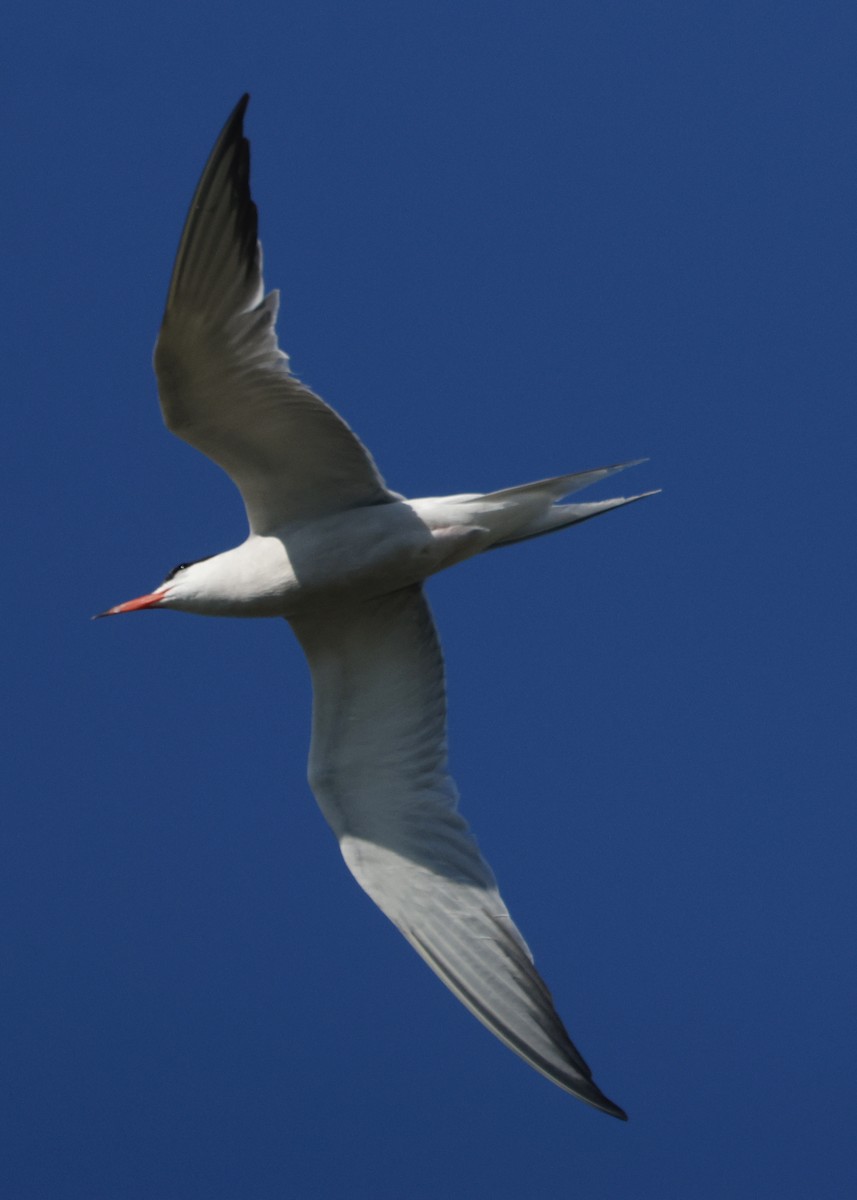 Forster's Tern - ML640765826