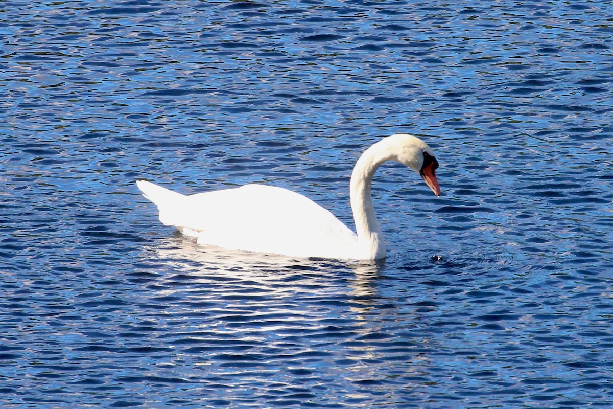 Höckerschwan - ML640765848