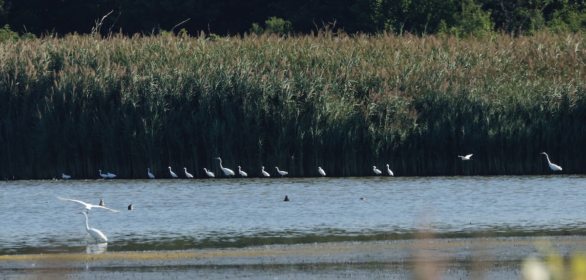 Snowy Egret - ML640765902