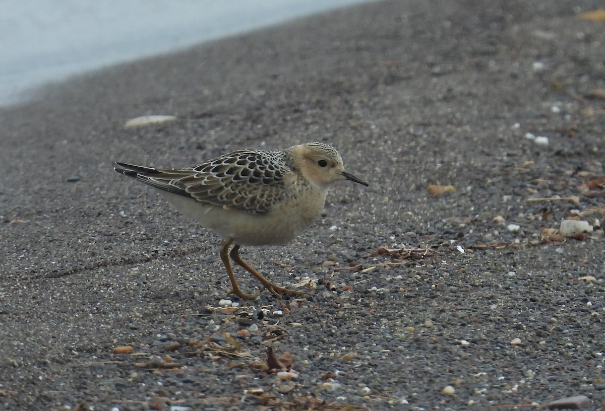 Buff-breasted Sandpiper - ML640765956