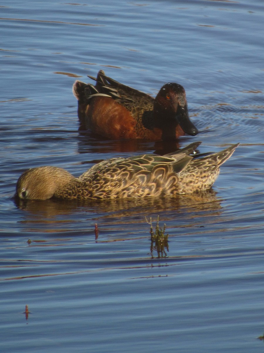 アカシマアジ - ML640765958