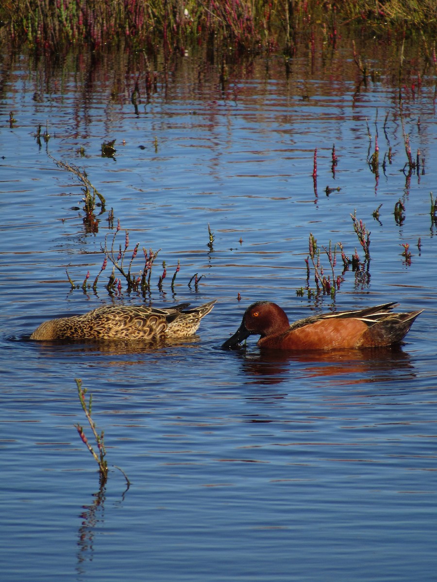アカシマアジ - ML640765960