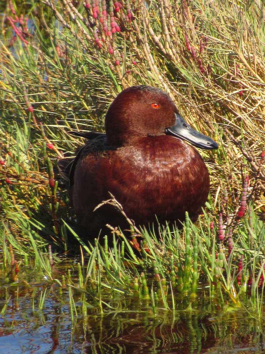 アカシマアジ - ML640765961