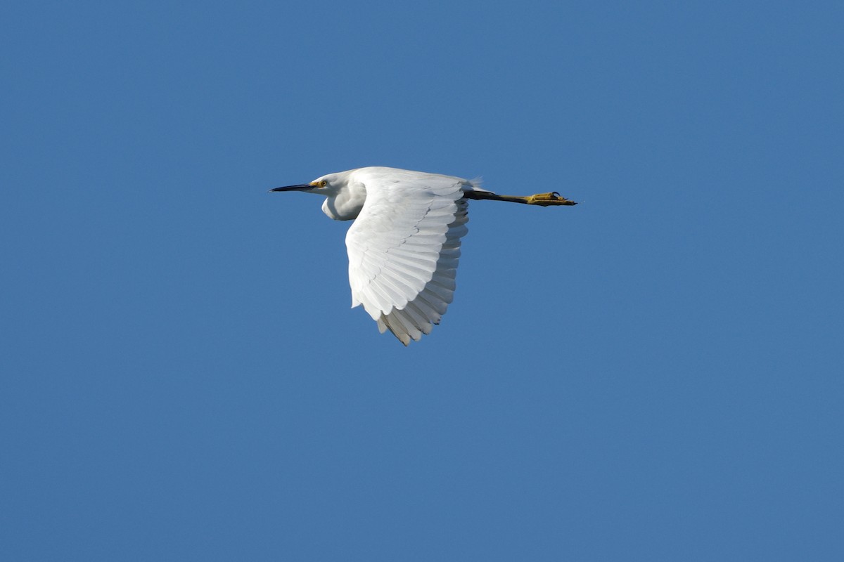 Snowy Egret - ML640765973