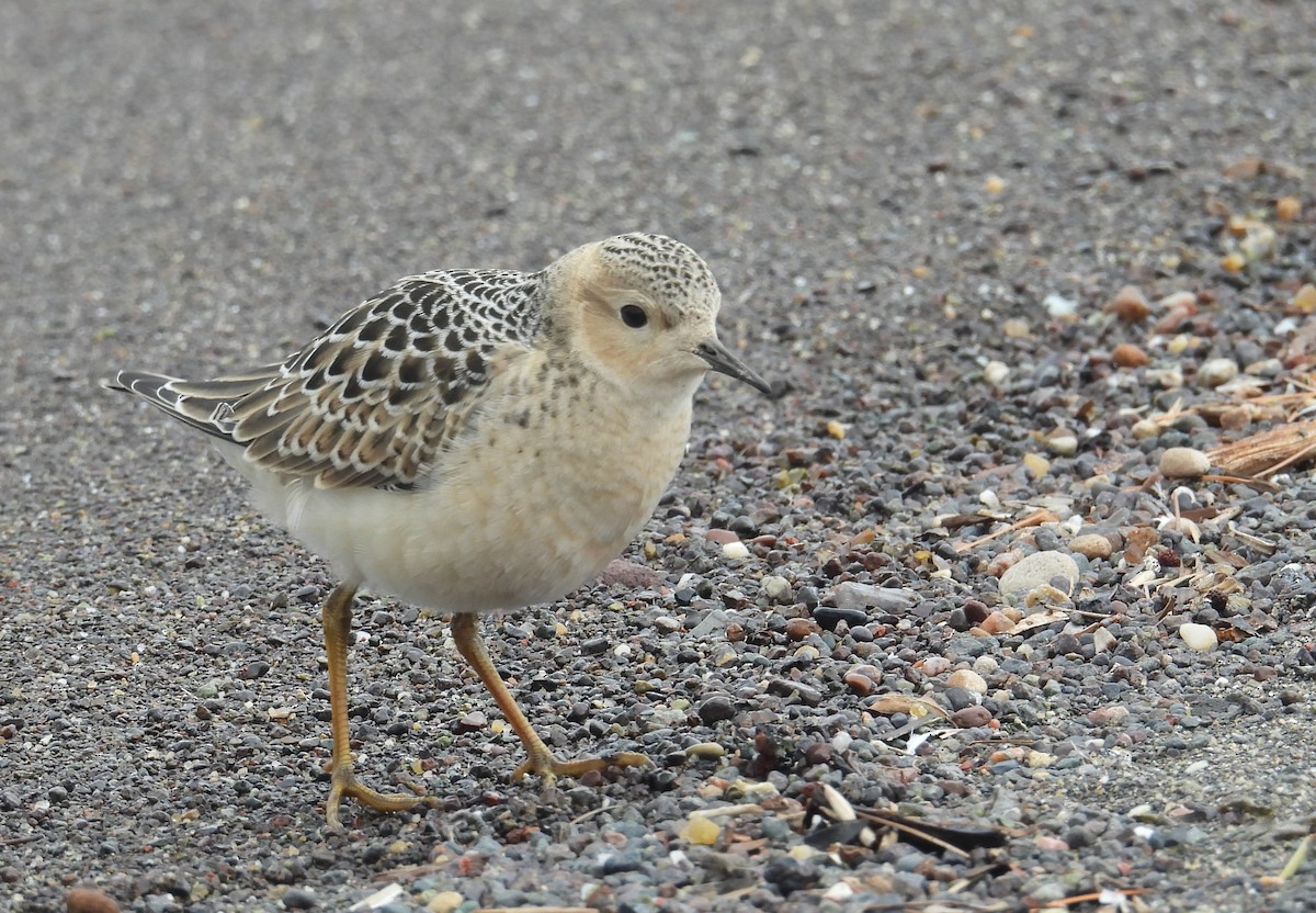 Buff-breasted Sandpiper - ML640765987
