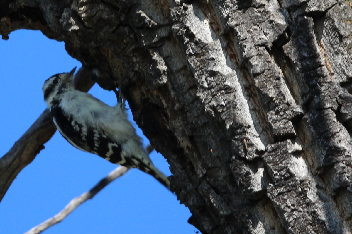 Downy Woodpecker - ML640766073