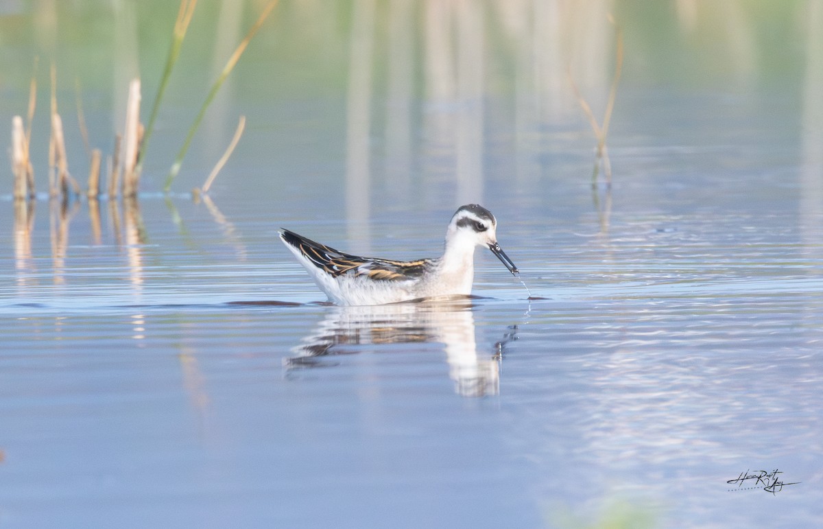Red-necked Phalarope - ML640766180