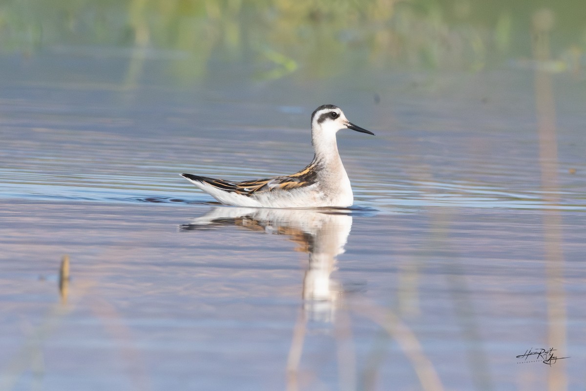 Red-necked Phalarope - ML640766254