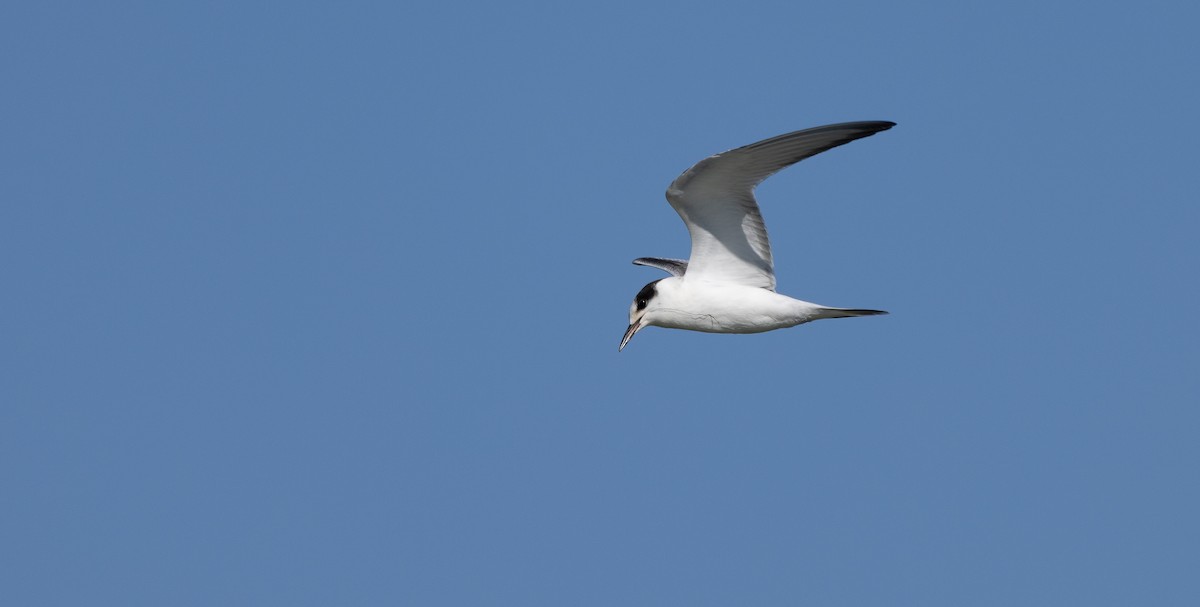 Forster's Tern - ML640766346