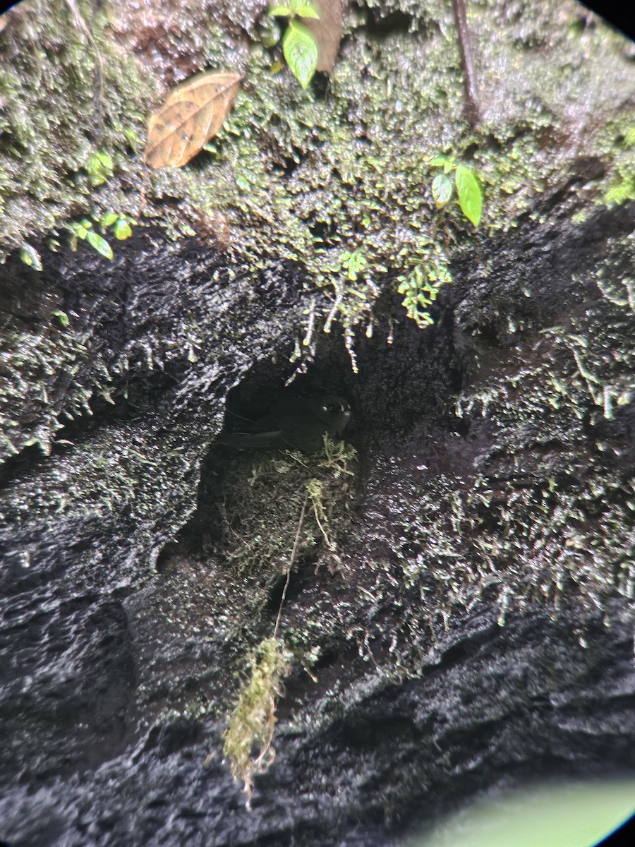 Spot-fronted Swift - ML640766375