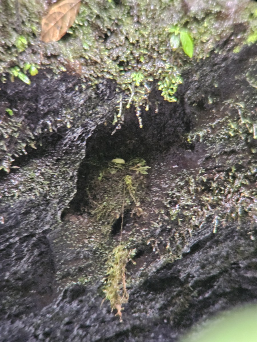 Spot-fronted Swift - ML640766376