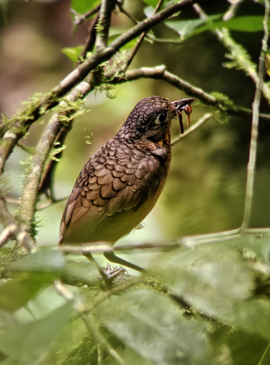 Scaled Antpitta - ML640766501