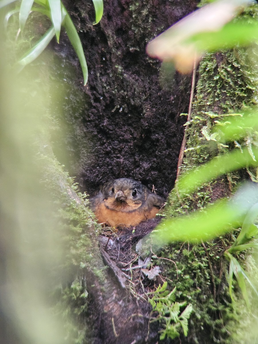 Scaled Antpitta - ML640766502