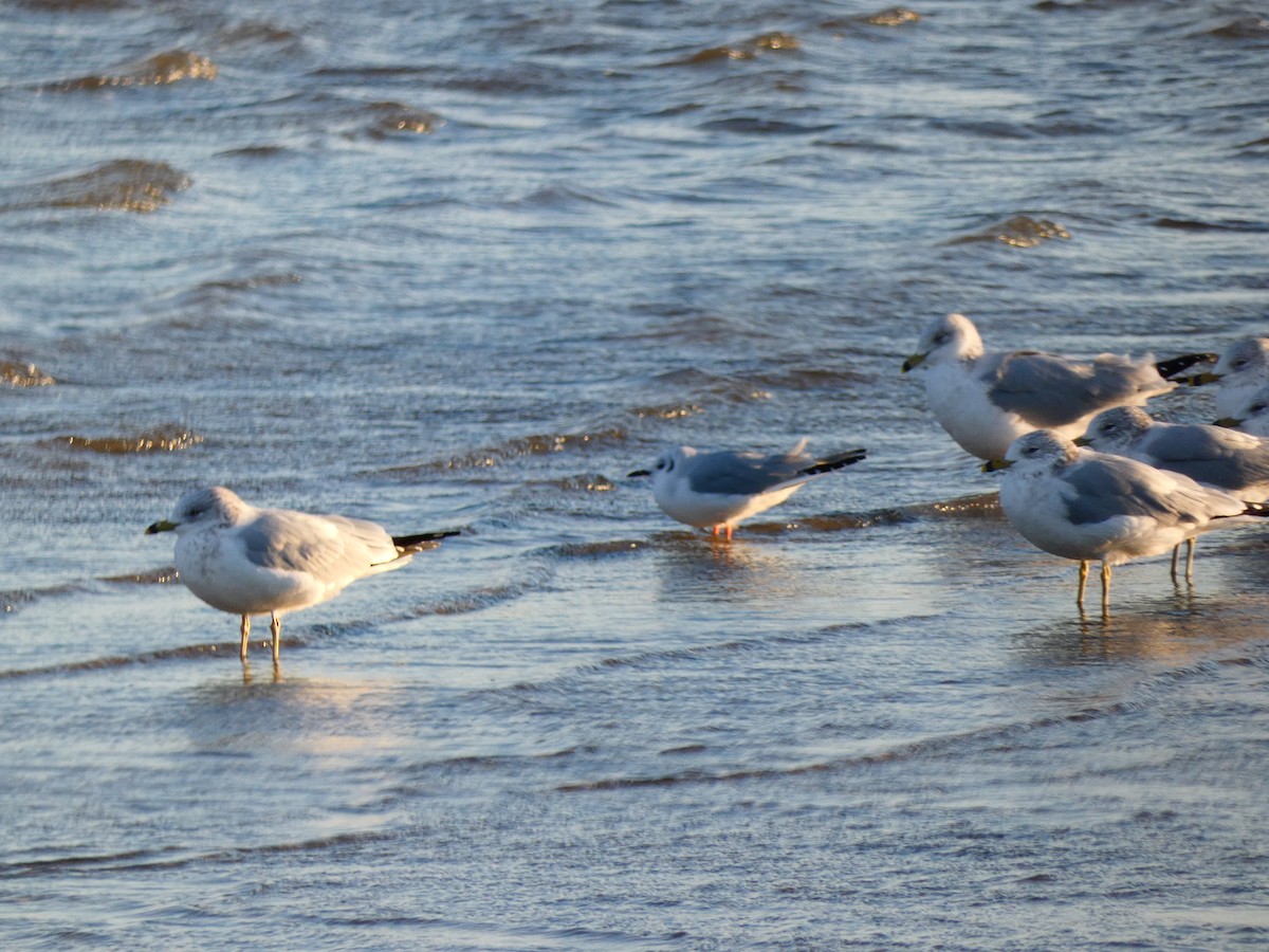 Bonaparte's Gull - ML640766504