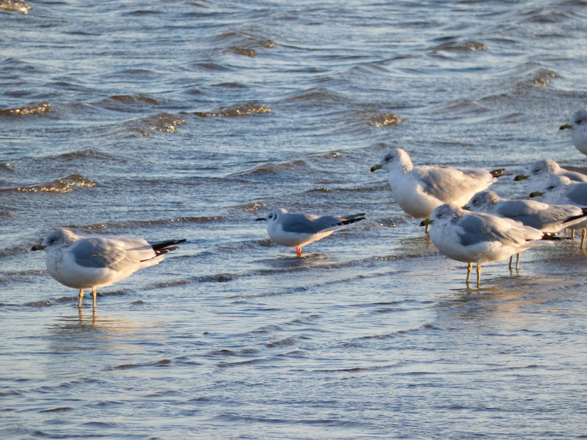 Bonaparte's Gull - ML640766505