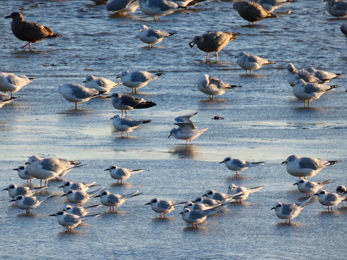 Bonaparte's Gull - ML640766506