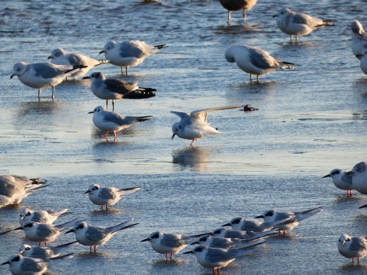Bonaparte's Gull - ML640766507