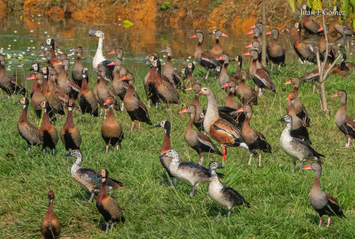 Orinoco Goose - ML640766554