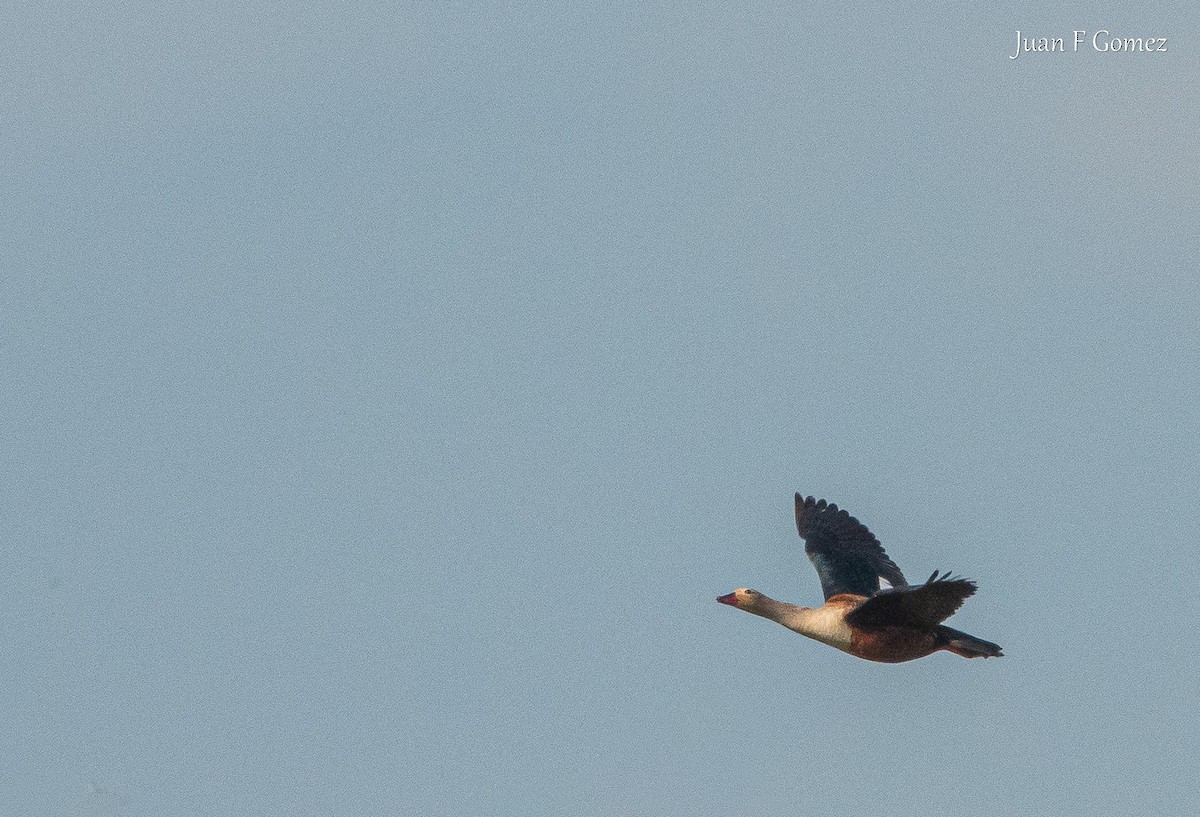 Orinoco Goose - ML640766571