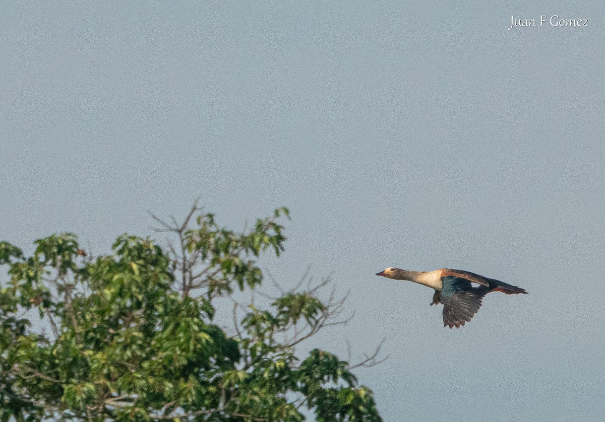 Orinoco Goose - ML640766573