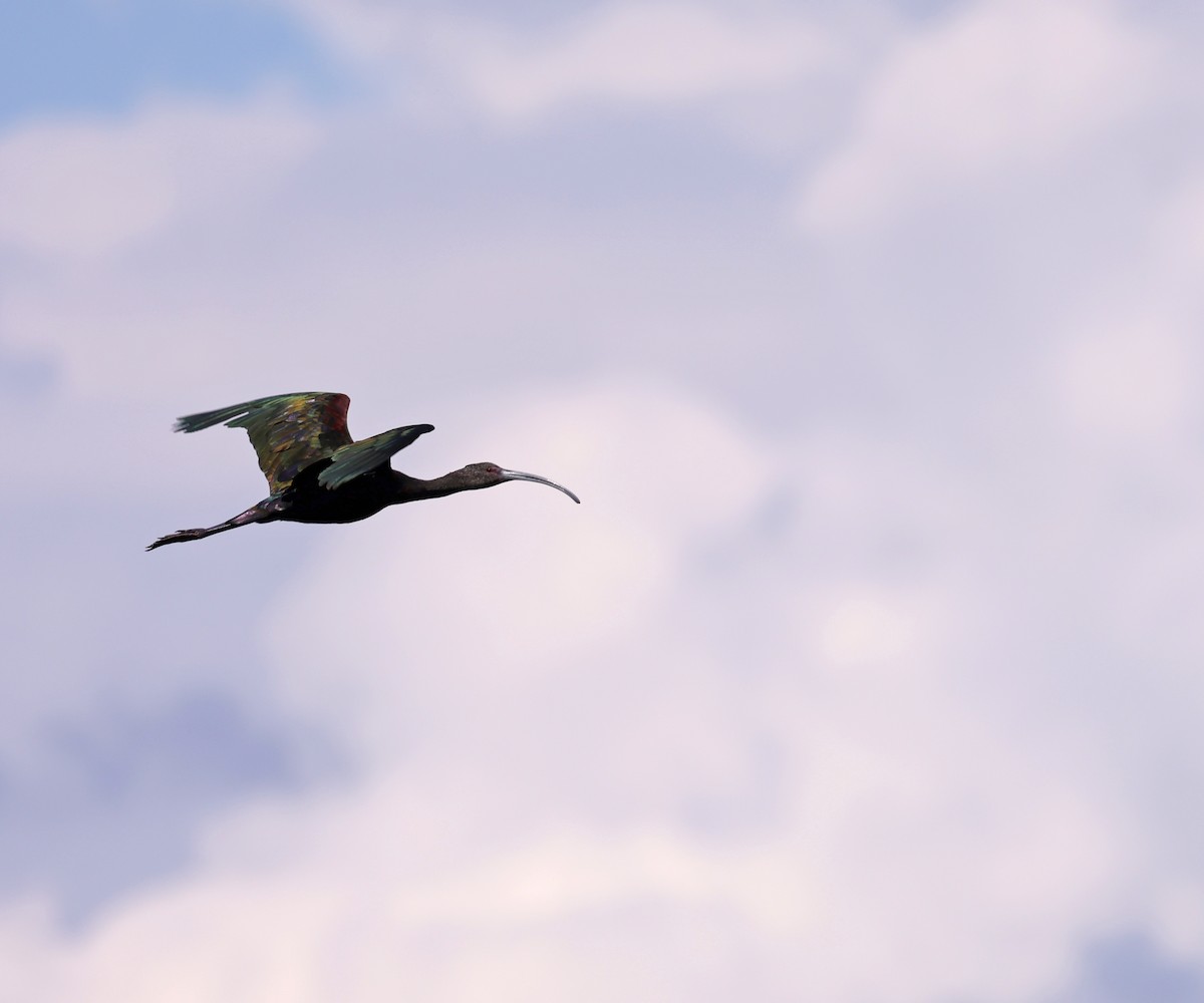 White-faced Ibis - ML640766584