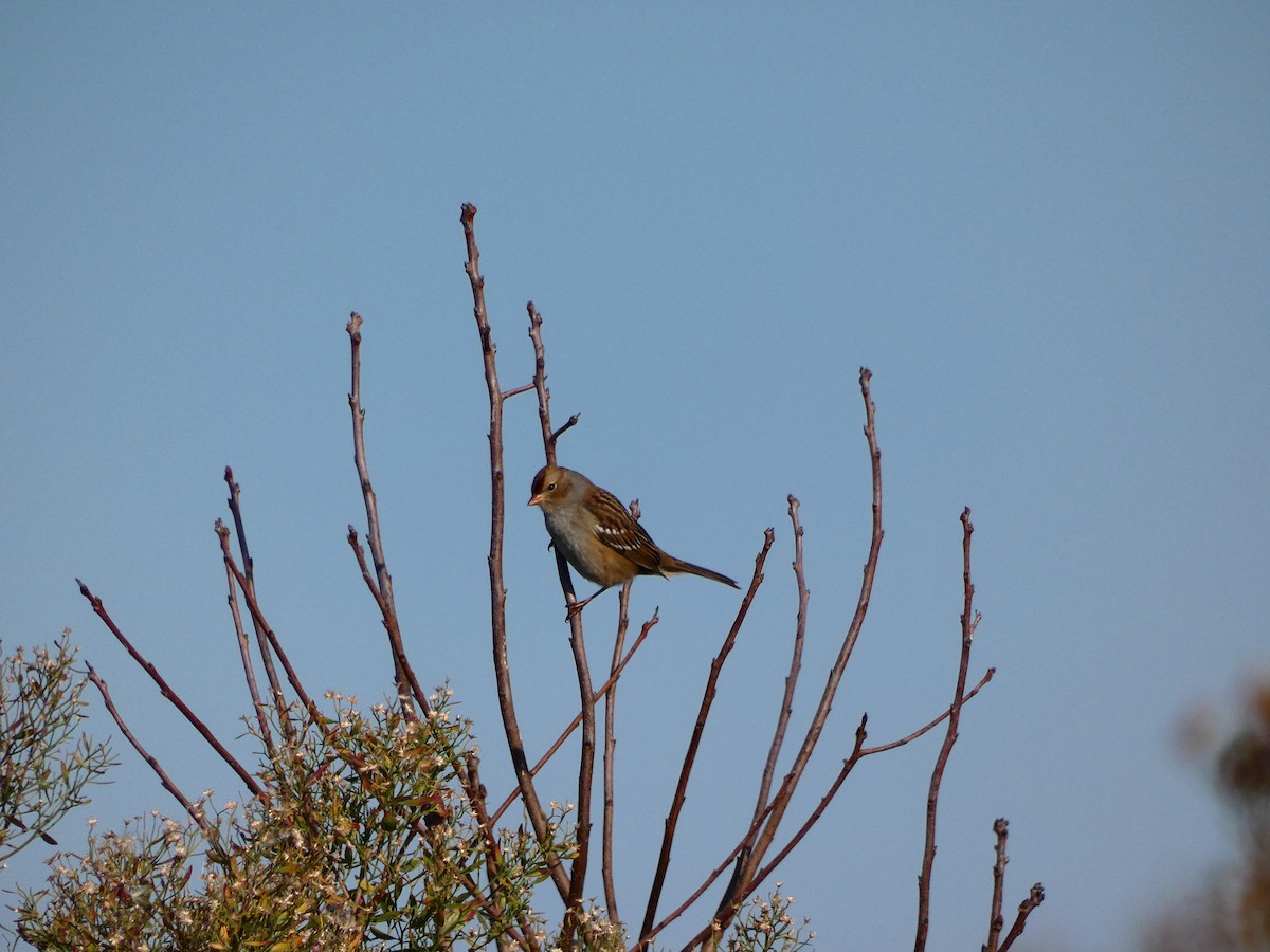 White-crowned Sparrow - ML640766797