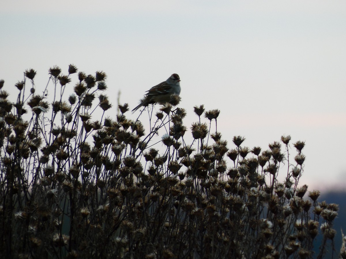 White-crowned Sparrow - ML640766798