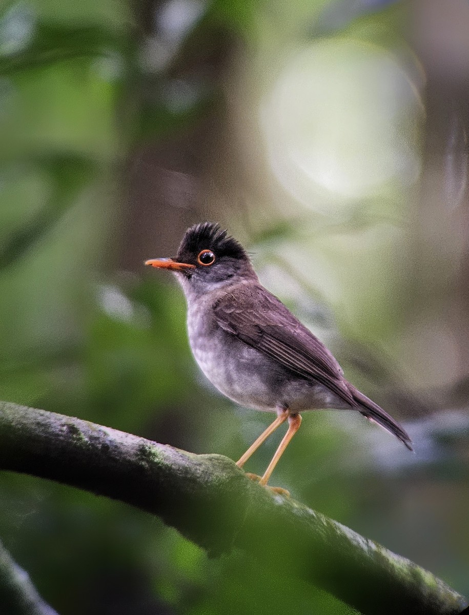 Black-headed Nightingale-Thrush - ML640766804