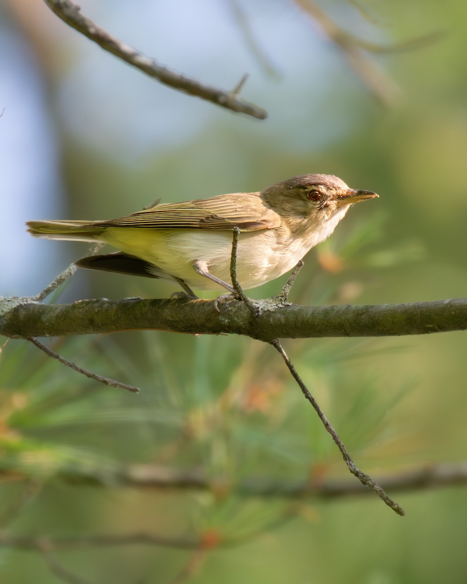 Red-eyed Vireo - ML640766809