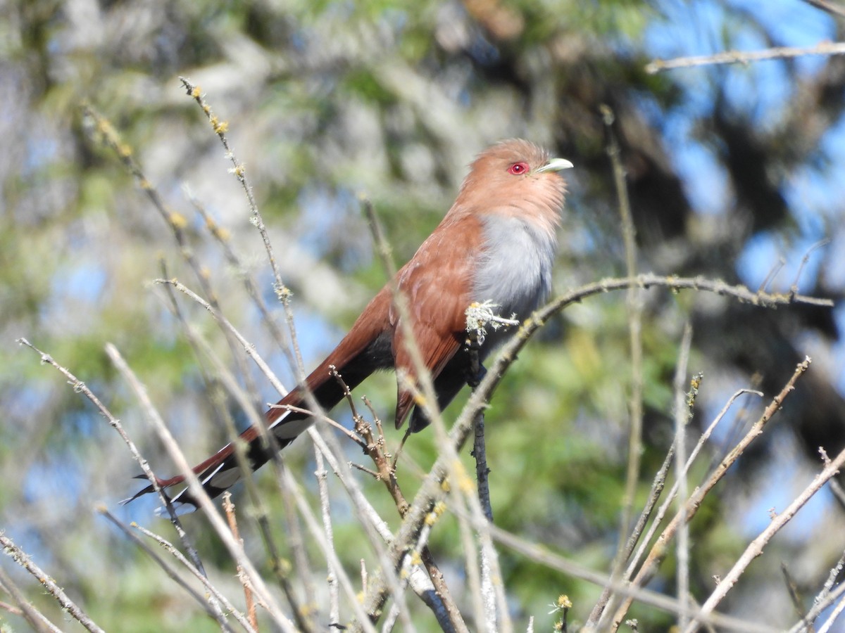 Common Squirrel-Cuckoo - ML640766812
