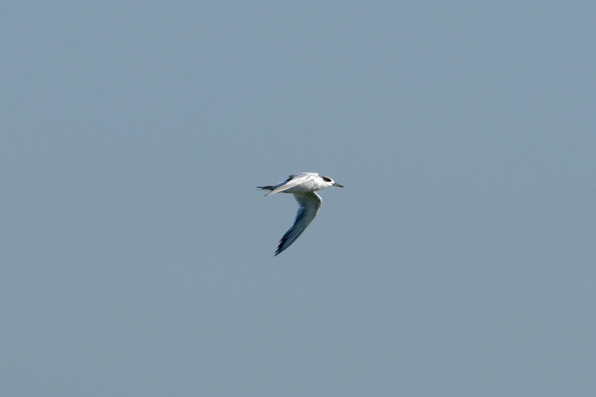 Forster's Tern - ML640766837