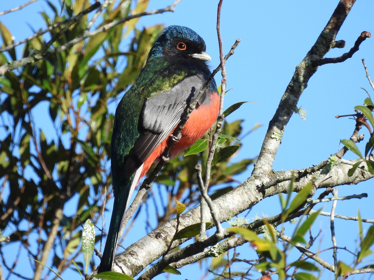 Surucua Trogon - ML640766842