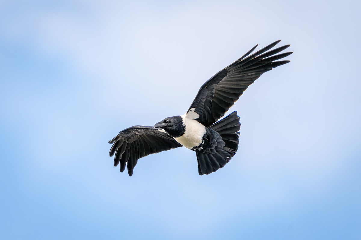 Pied Crow - ML640766852