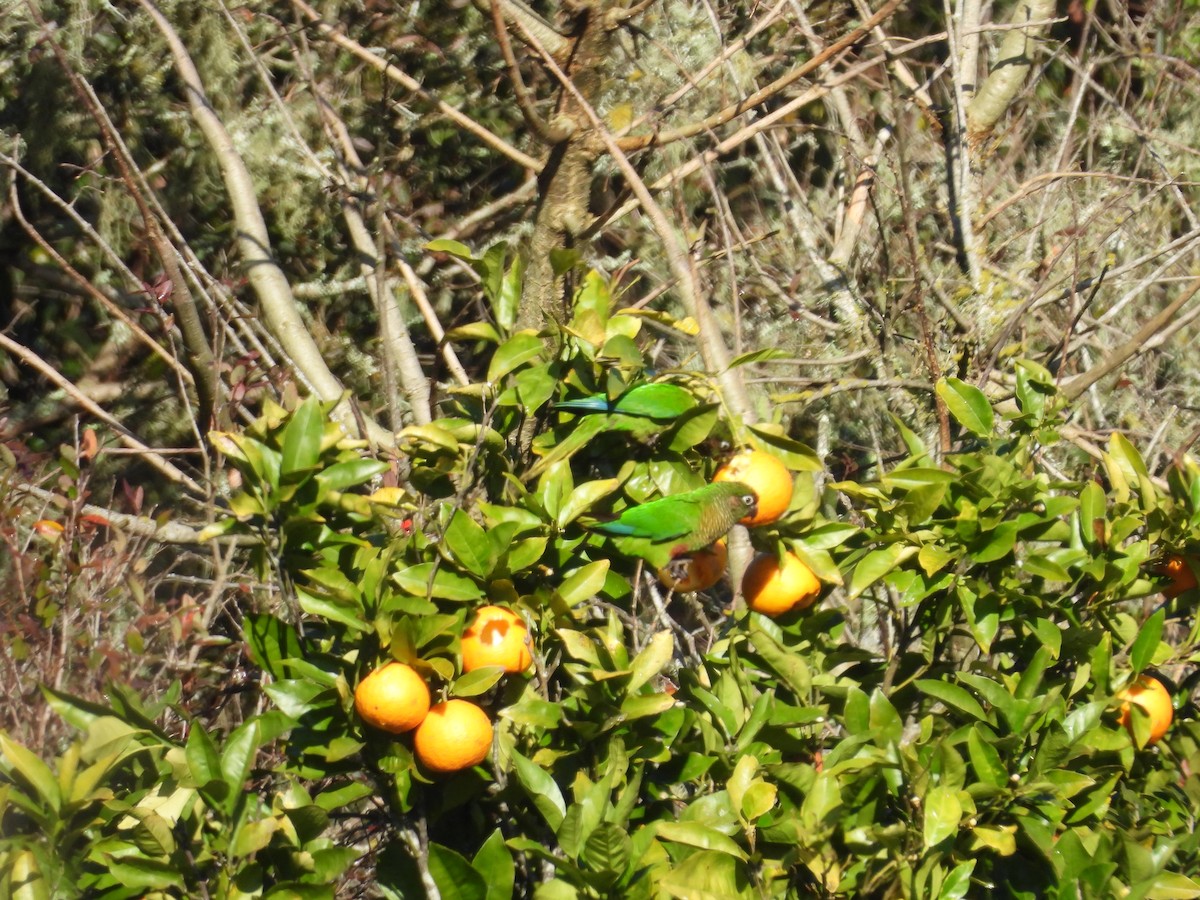 Maroon-bellied Parakeet - ML640766887